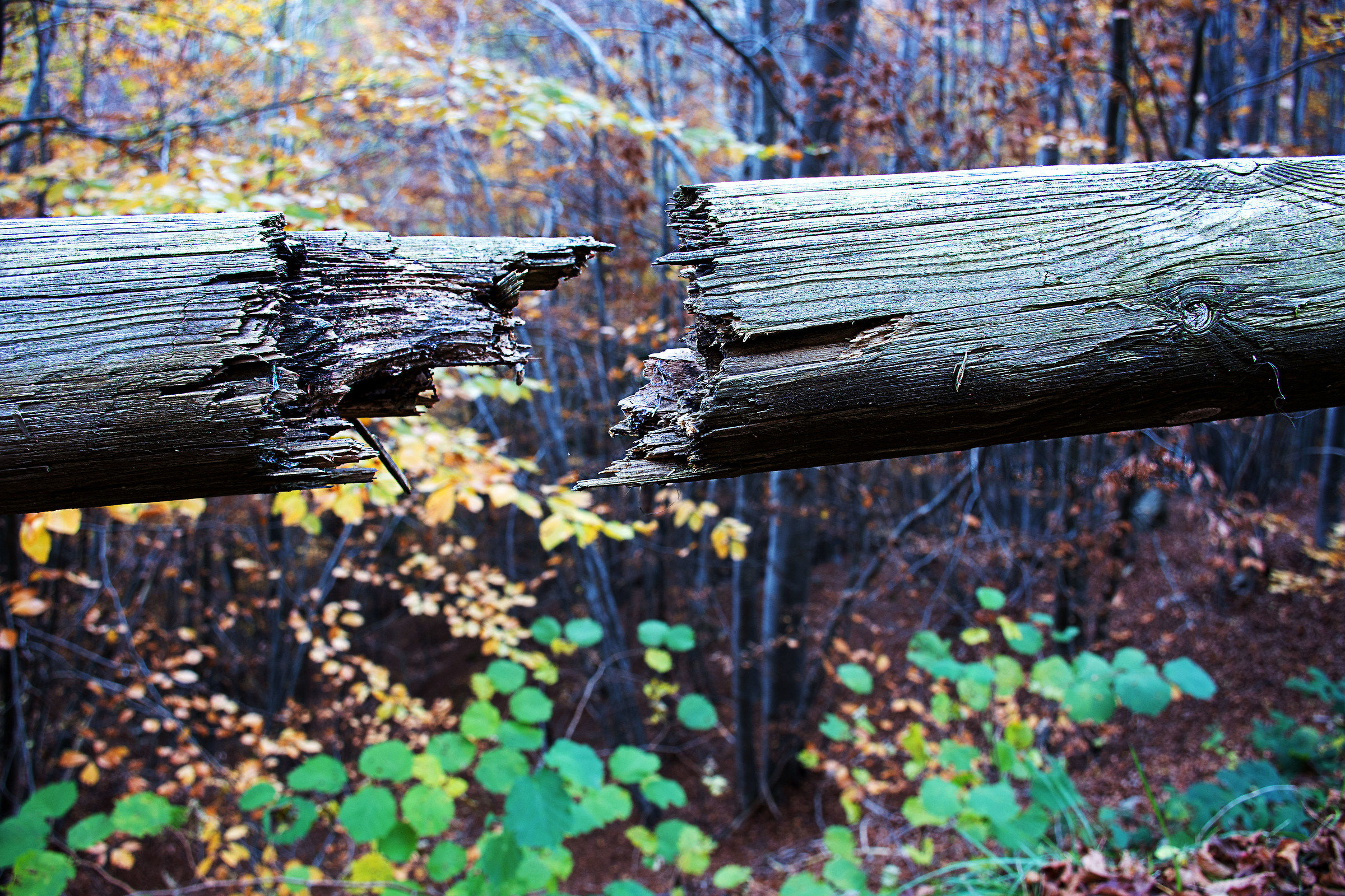 solution of continuity