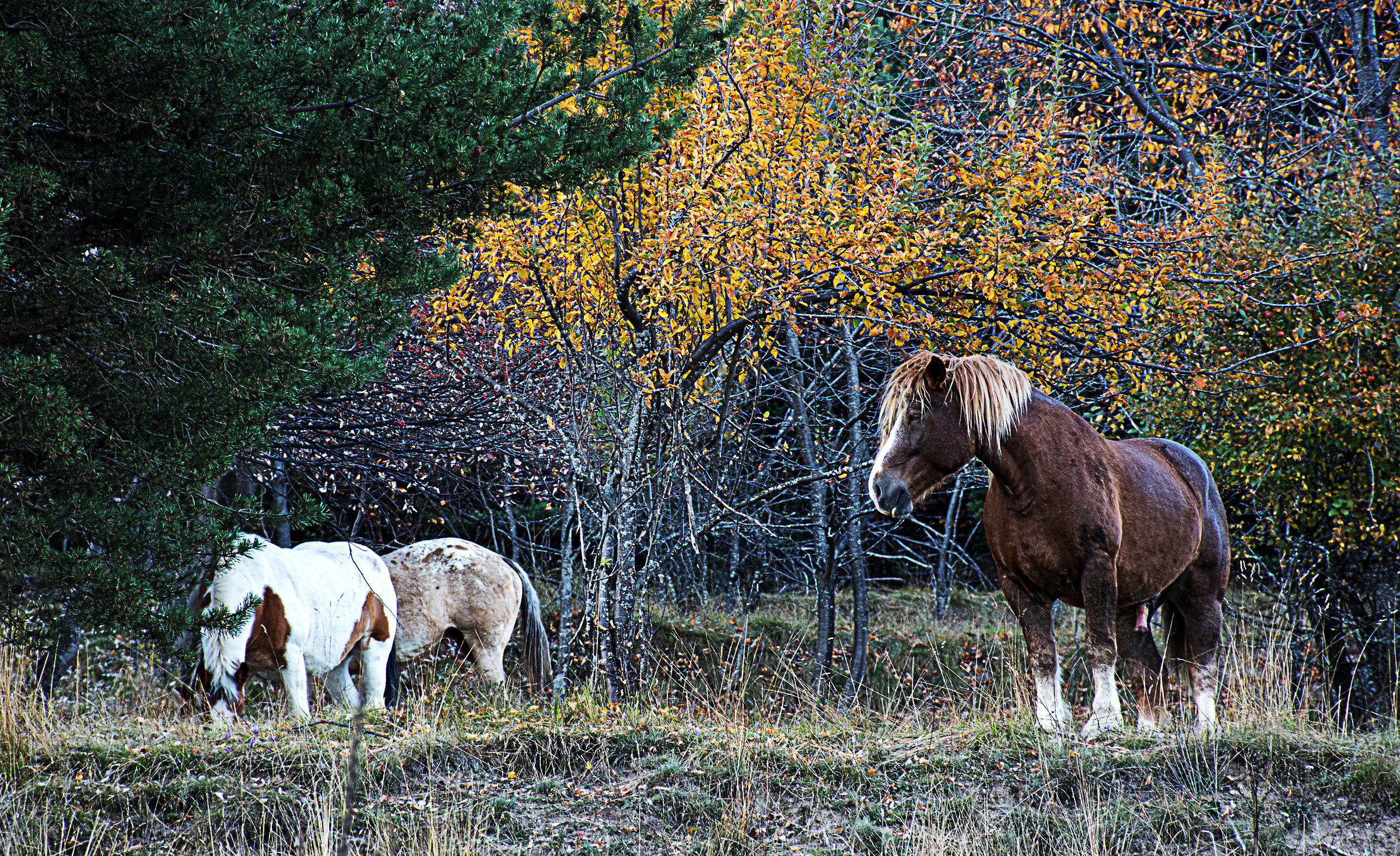 wild horses