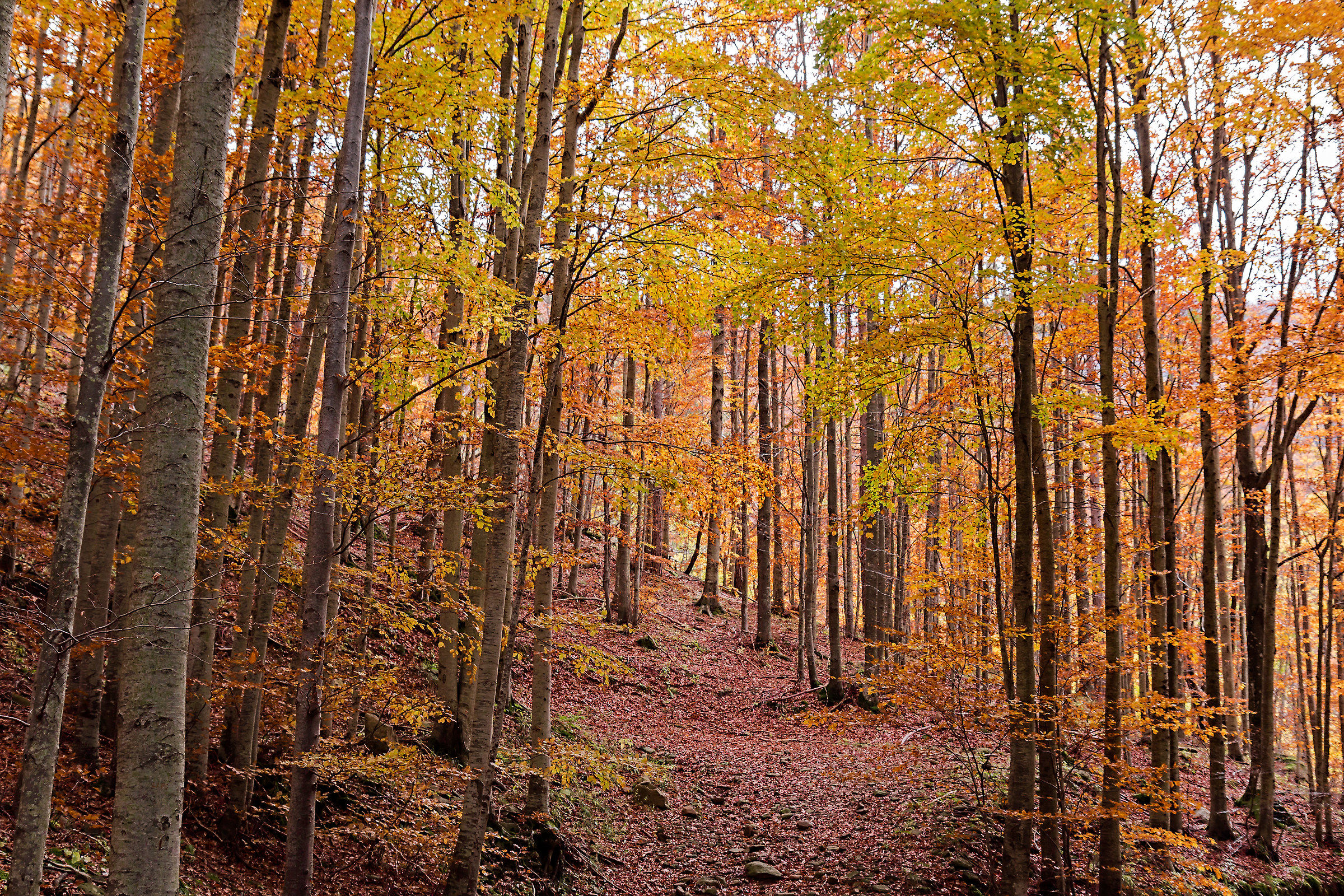 Autunno a Madonna dell'acero