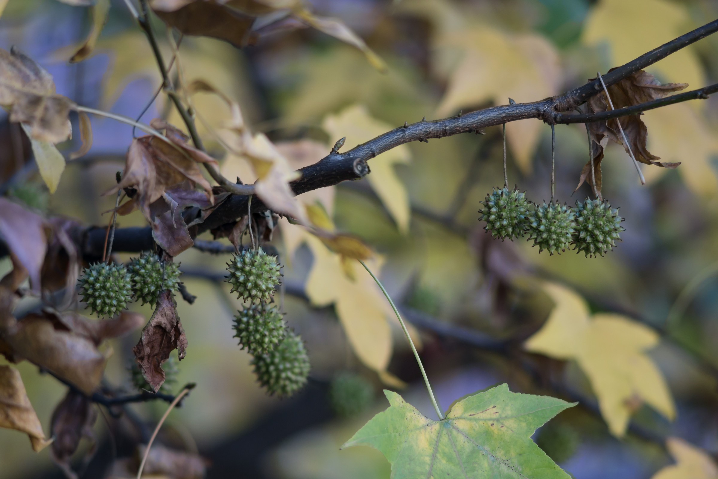 Infruttescenze di Liquidambar - 2