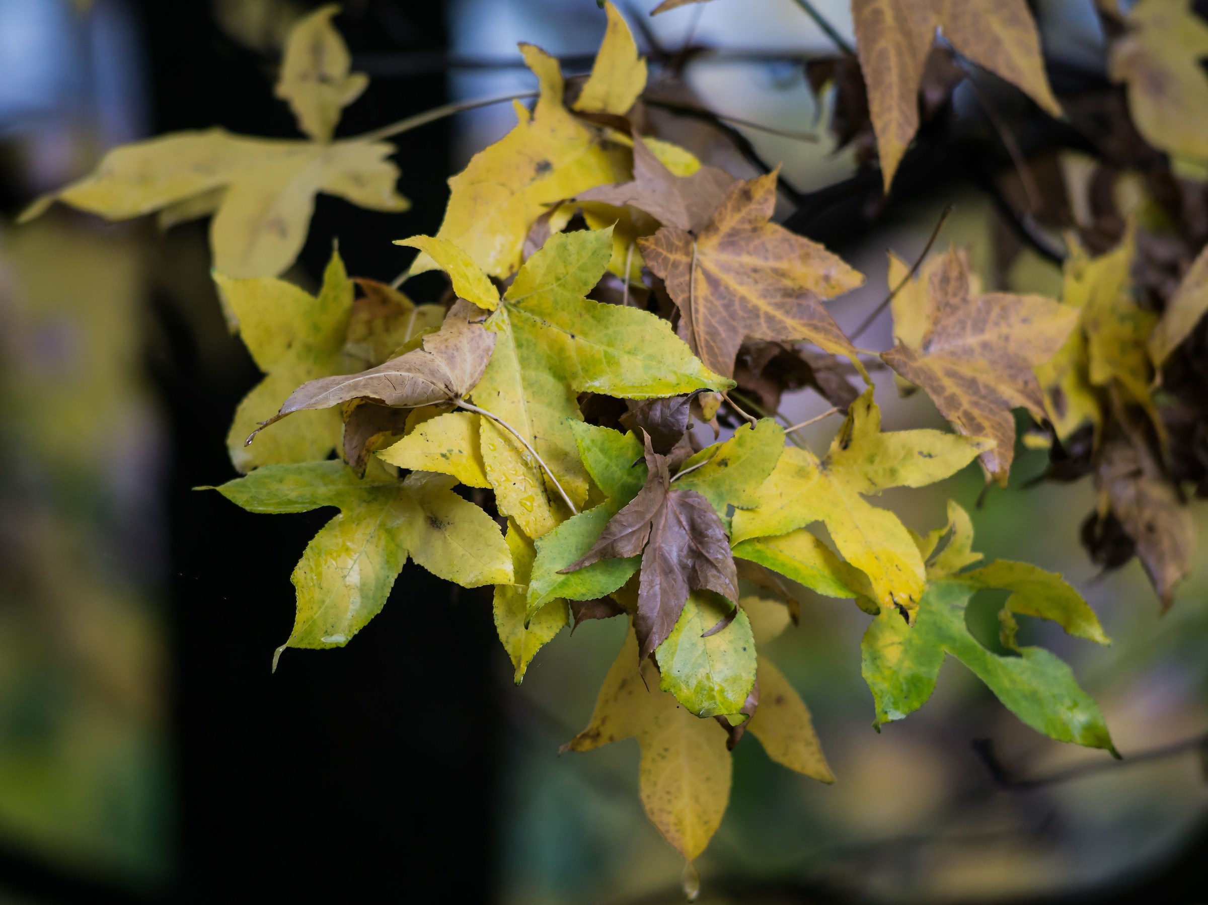Foglie di liquidambar