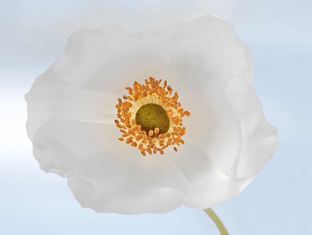 The sun with a cloud