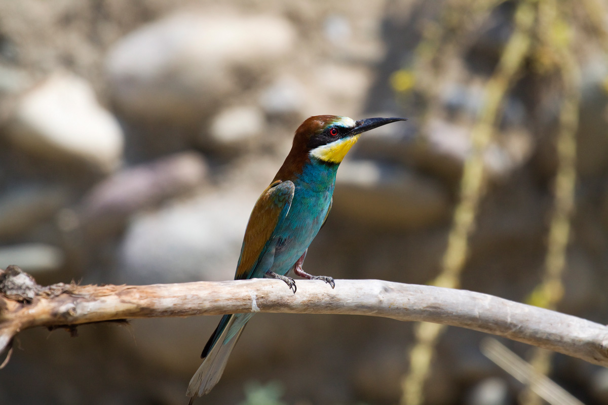 hello I'll see you next year