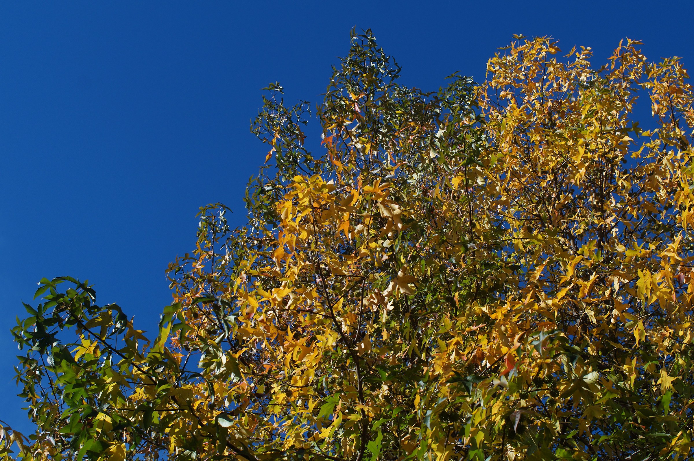 Foglie di liquidambar
