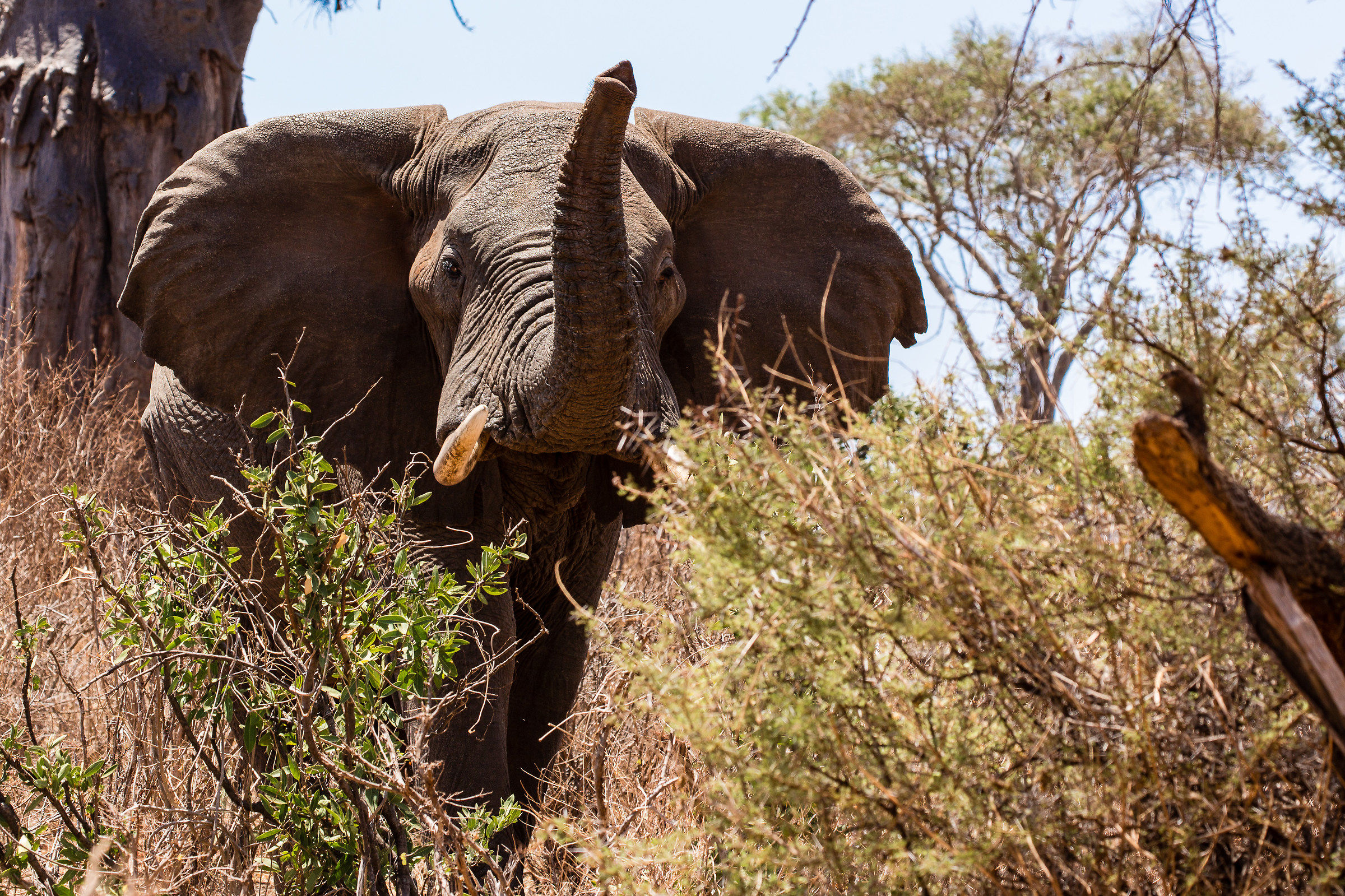 Fatti dare un'annusata