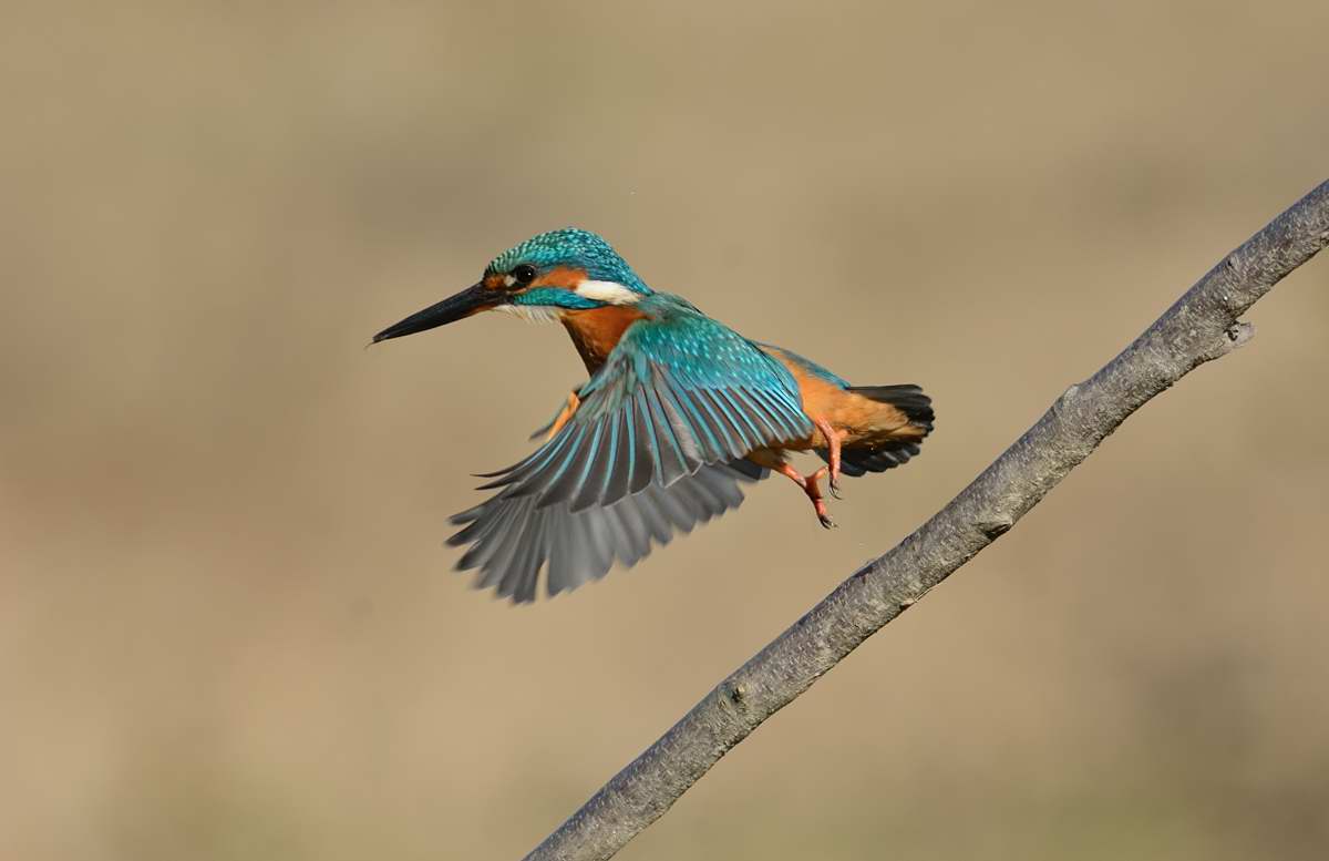 kingfisher