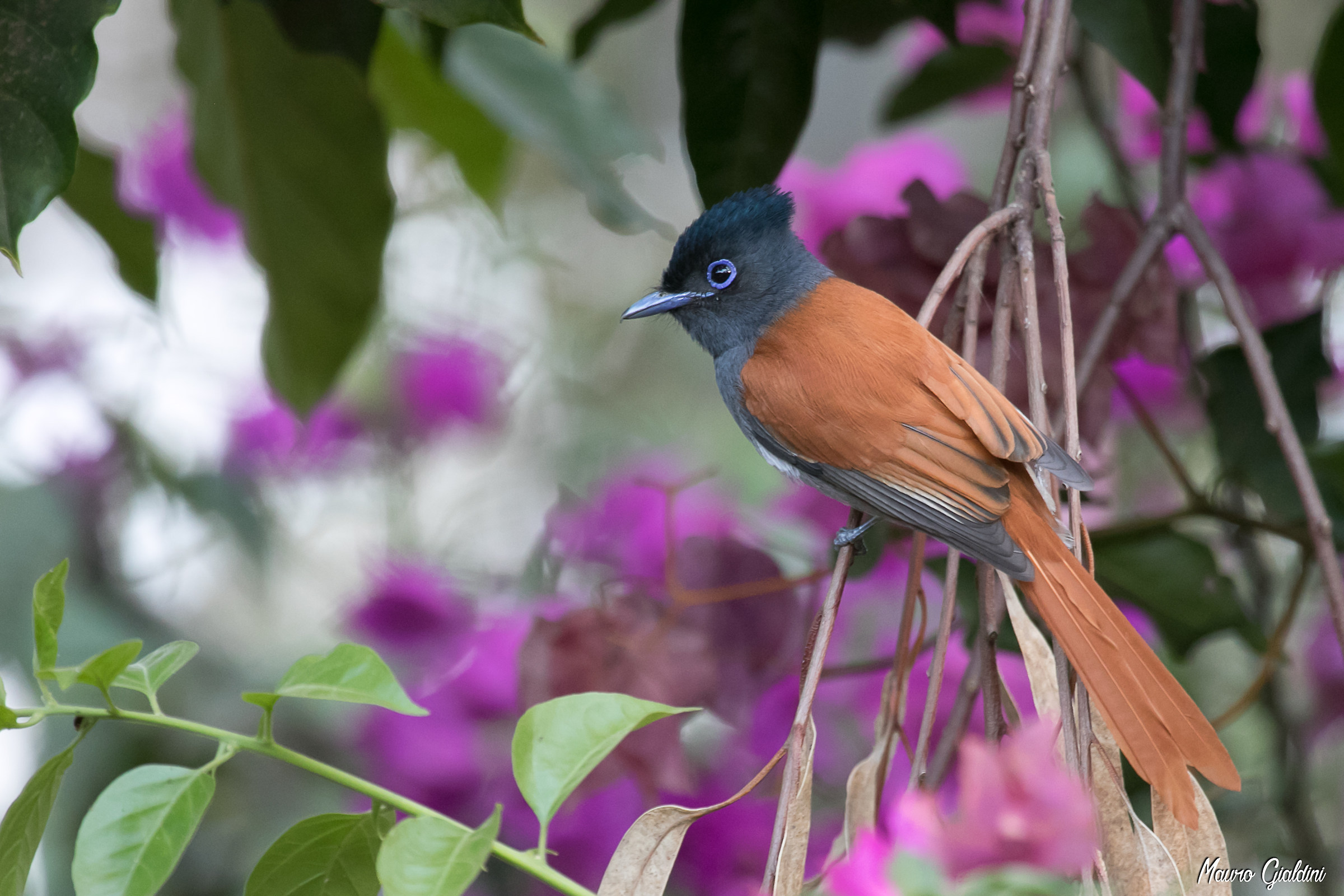 Pigliamosche del paradiso africano