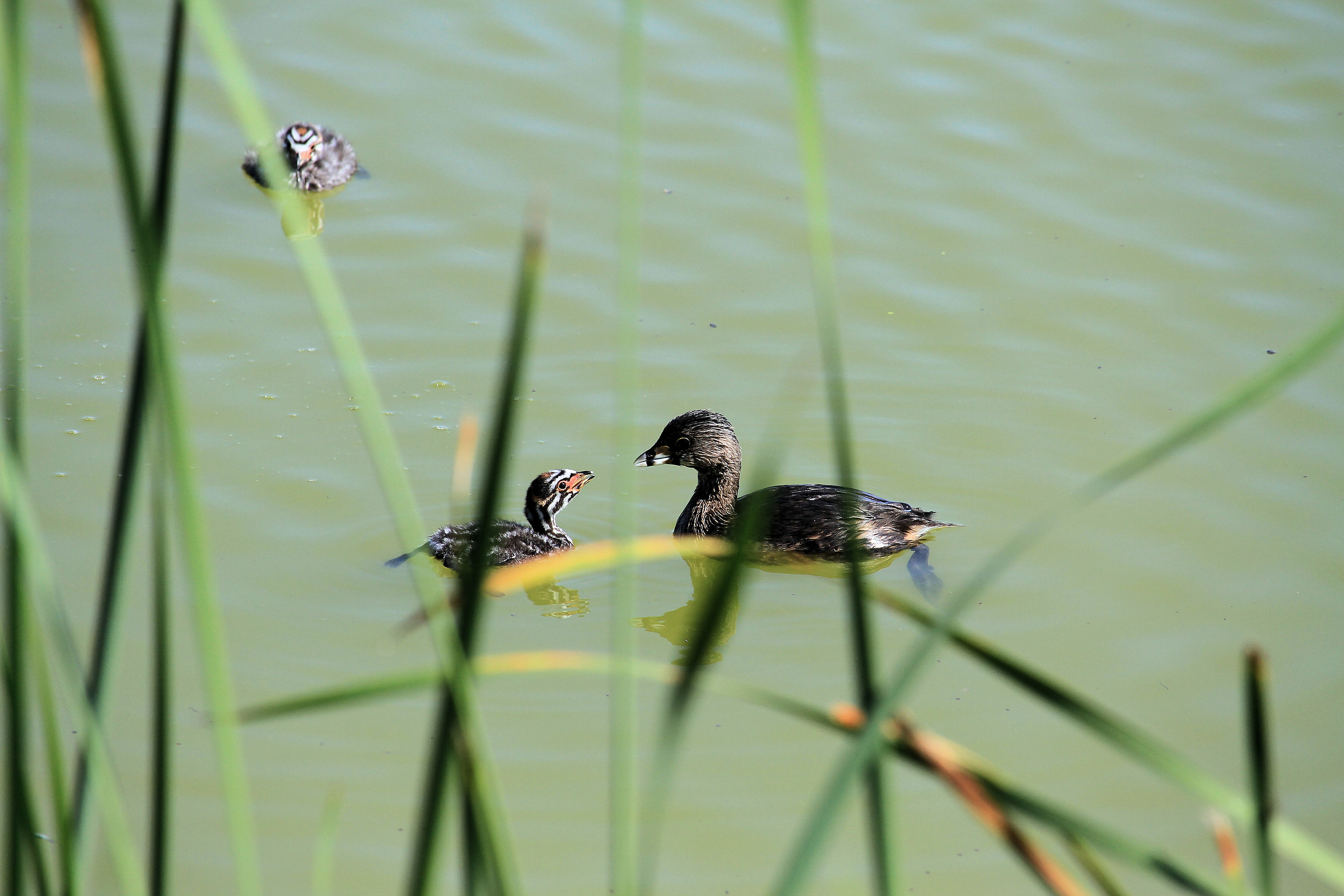 Grèbe avec son bébé