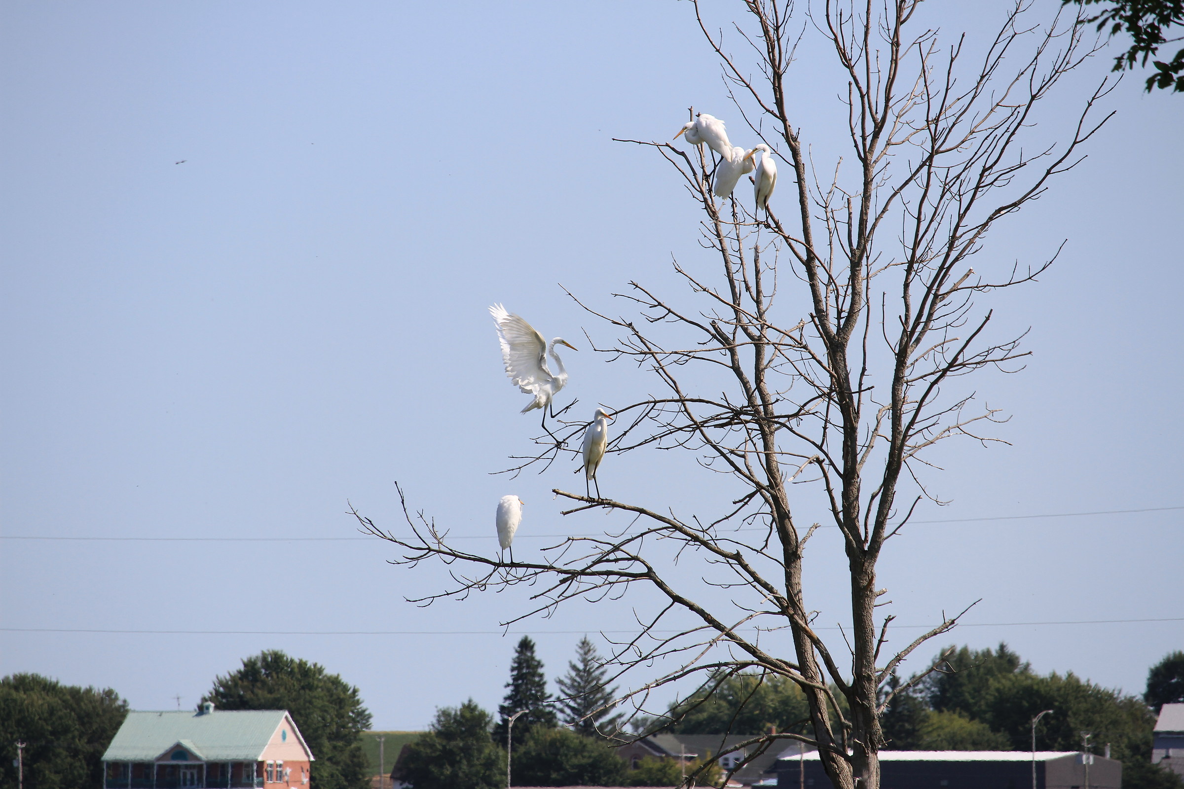 Grandes Aigrettes en spectacle