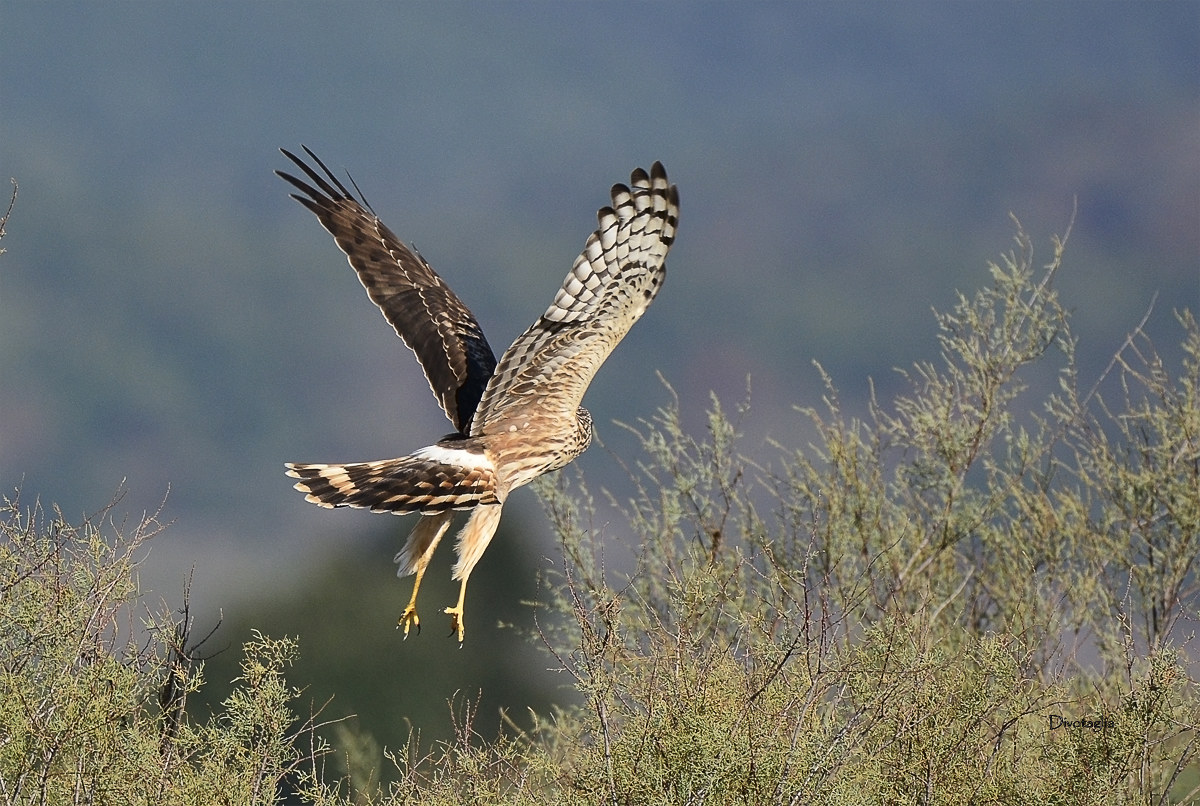 The dell'albanella wings