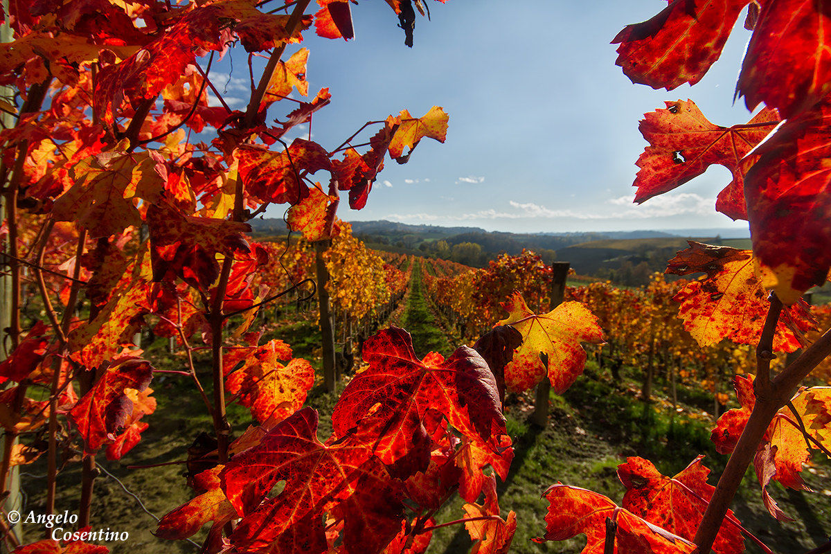 Una finestra tra le vigne