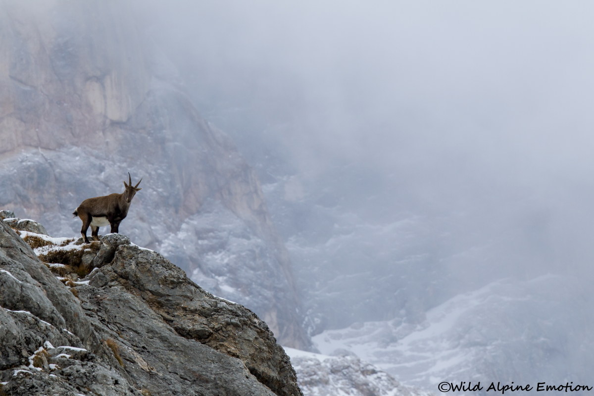 Nelle terre selvagge...