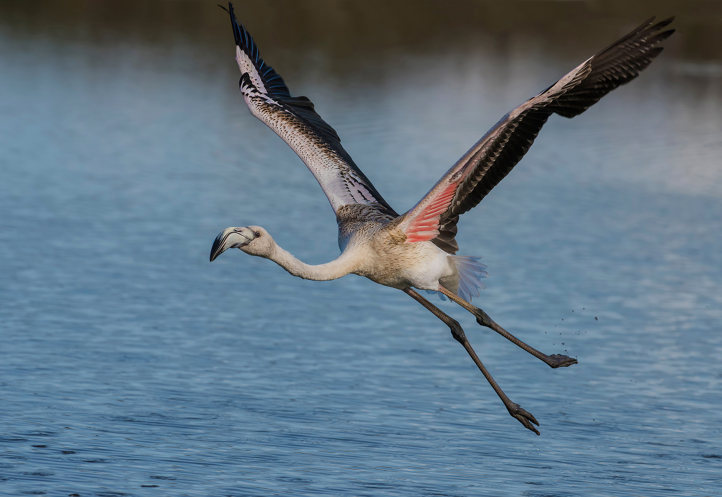 flamingo takeoff