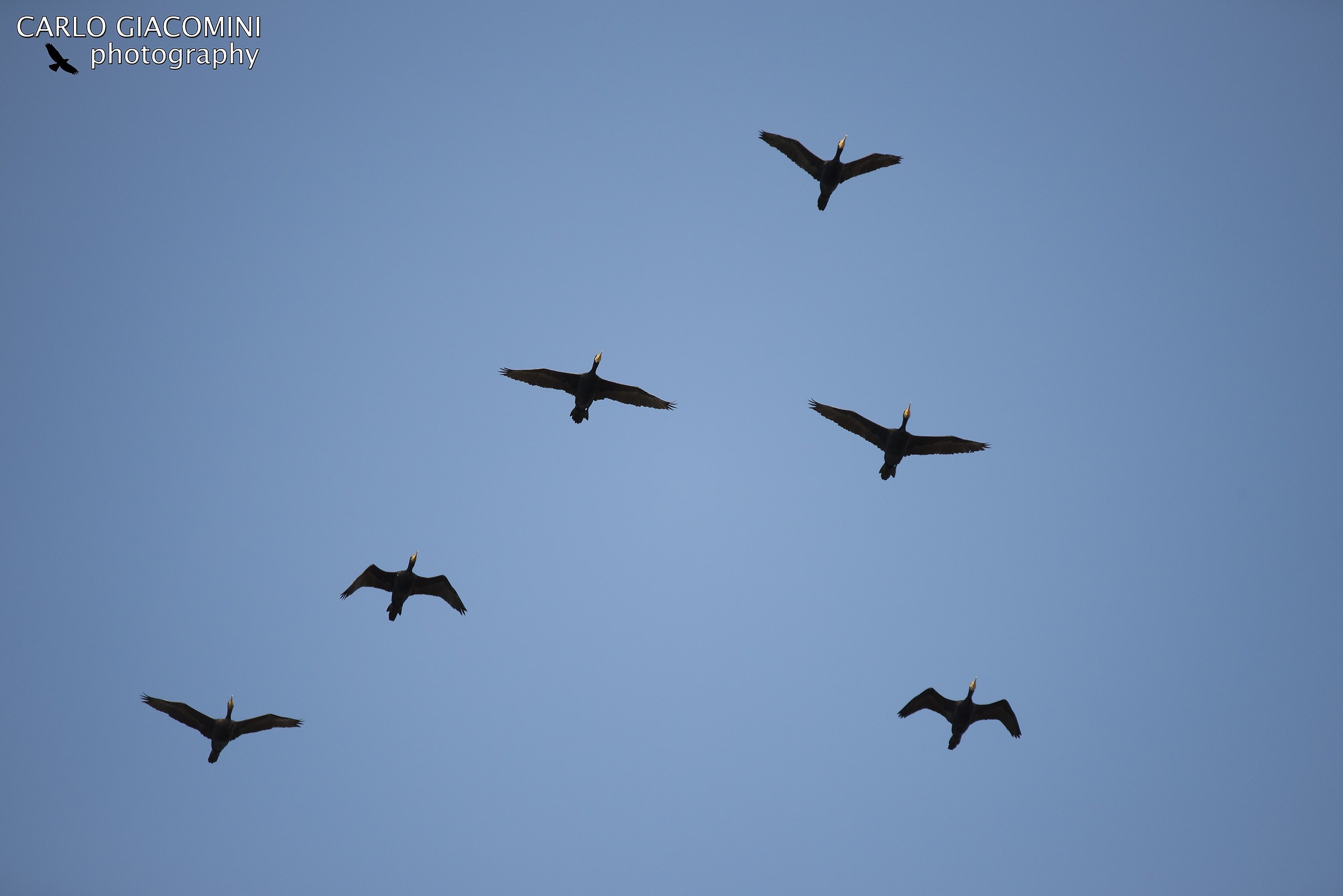 Cormorants in training
