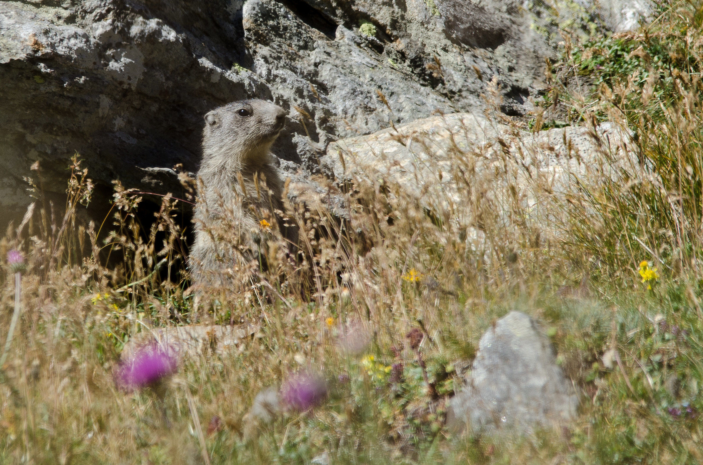 Marmotta sull'attenti!