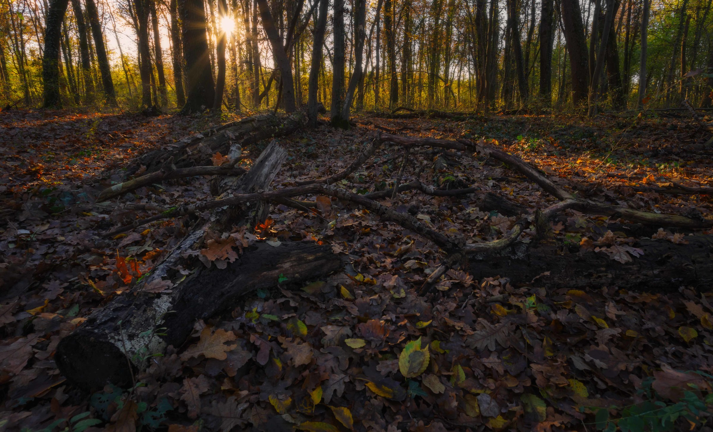 the star of the forest