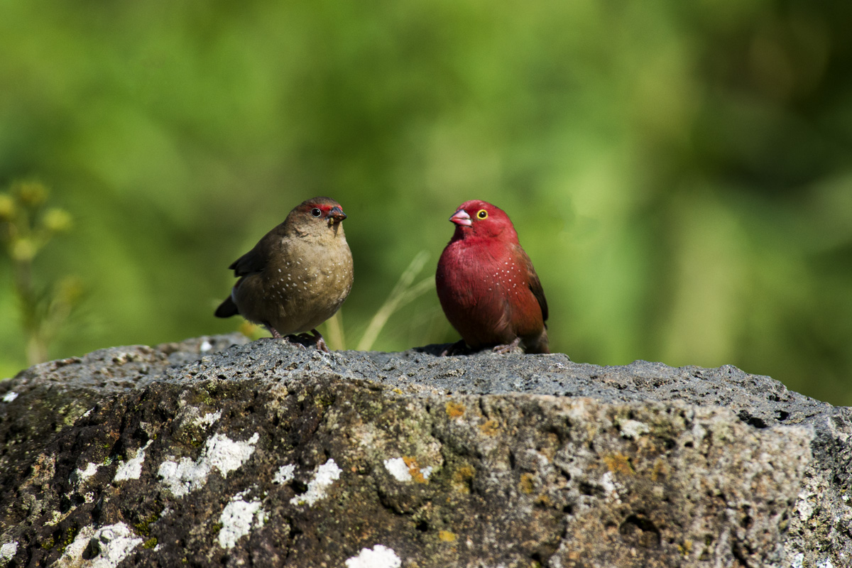Red-billed Firefinch