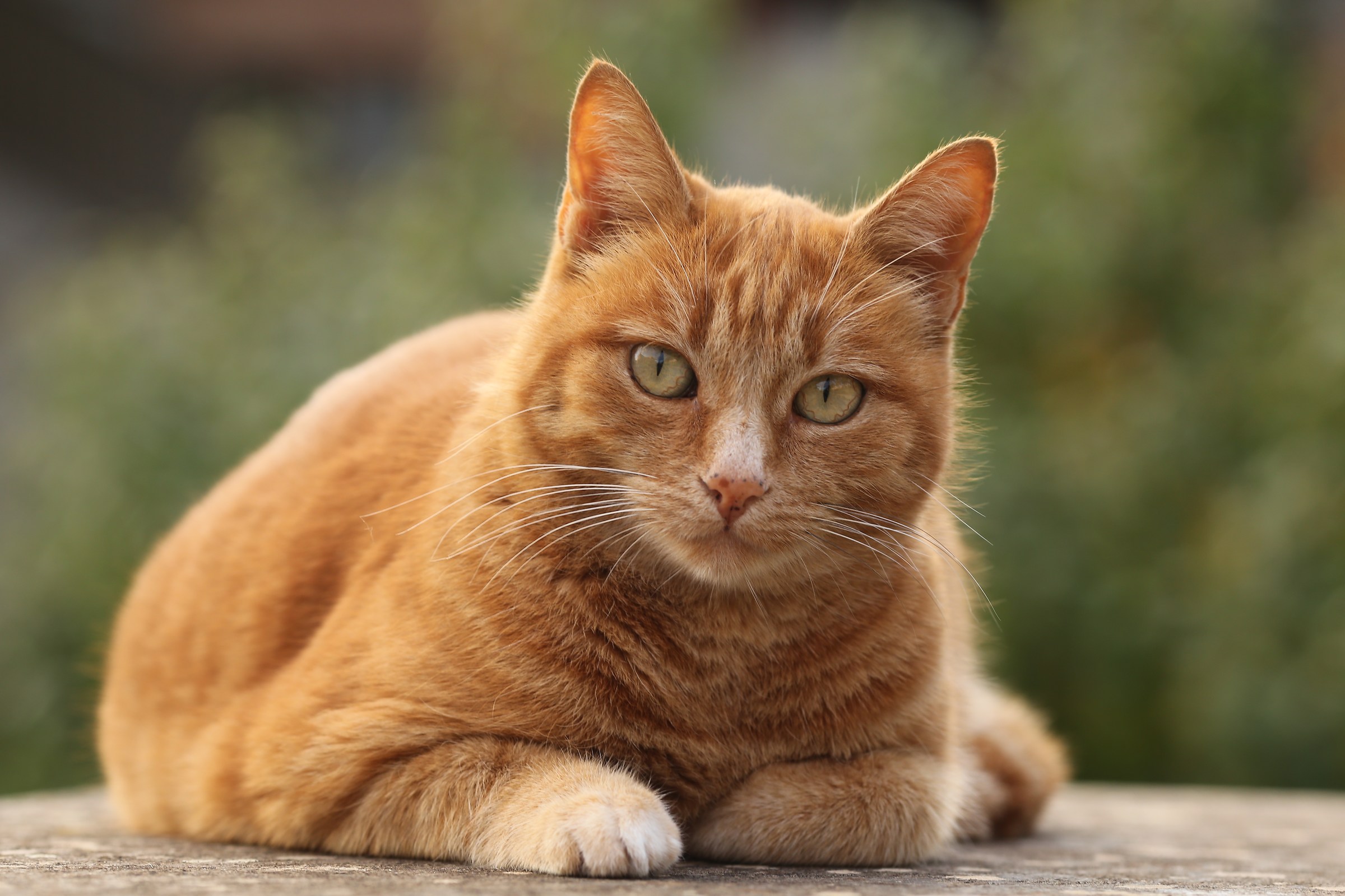 Fluffy, the neighbor's cat