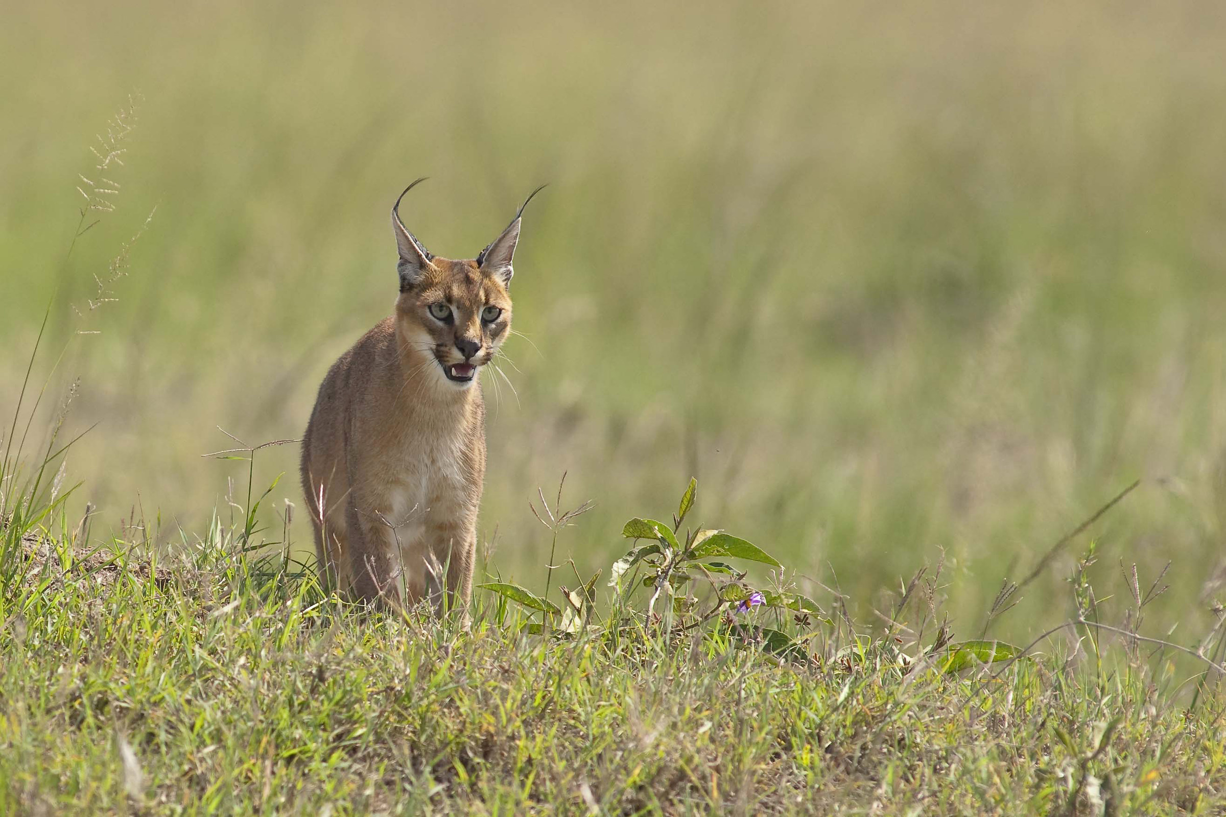 Caracal