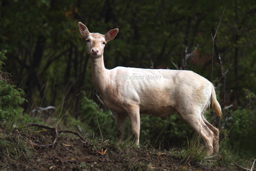 daino leucistico
