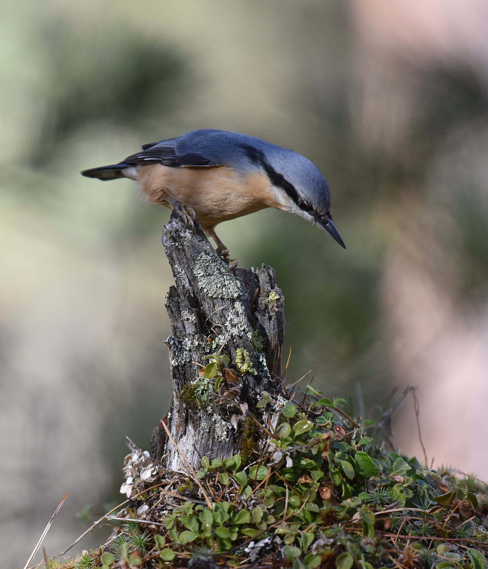 nuthatch