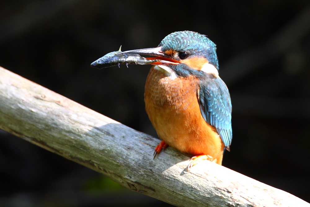 Kingfisher with stickleback