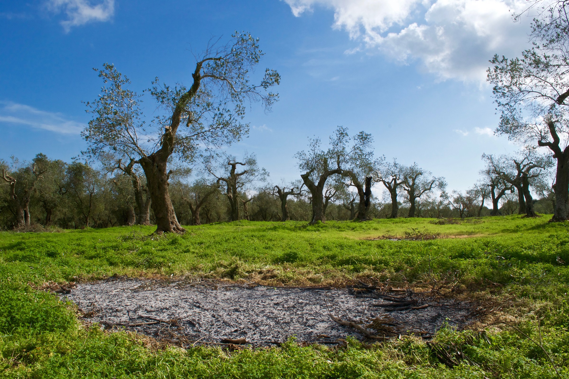 Olives - Minervino di Lecce