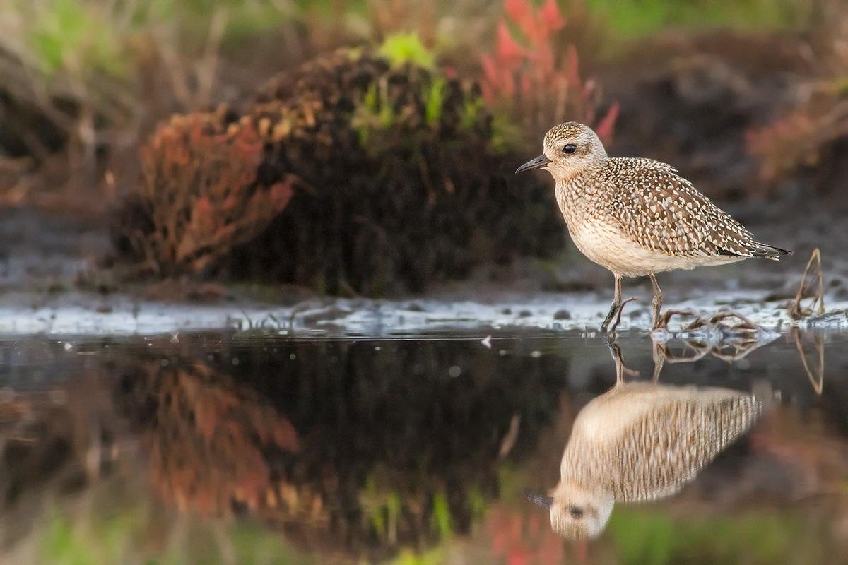 Grey Plover