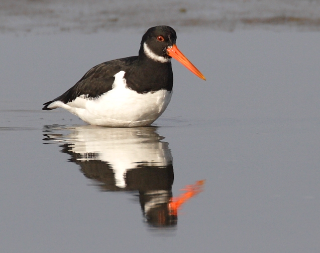 Oystercatcher