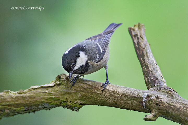 Coal Tit