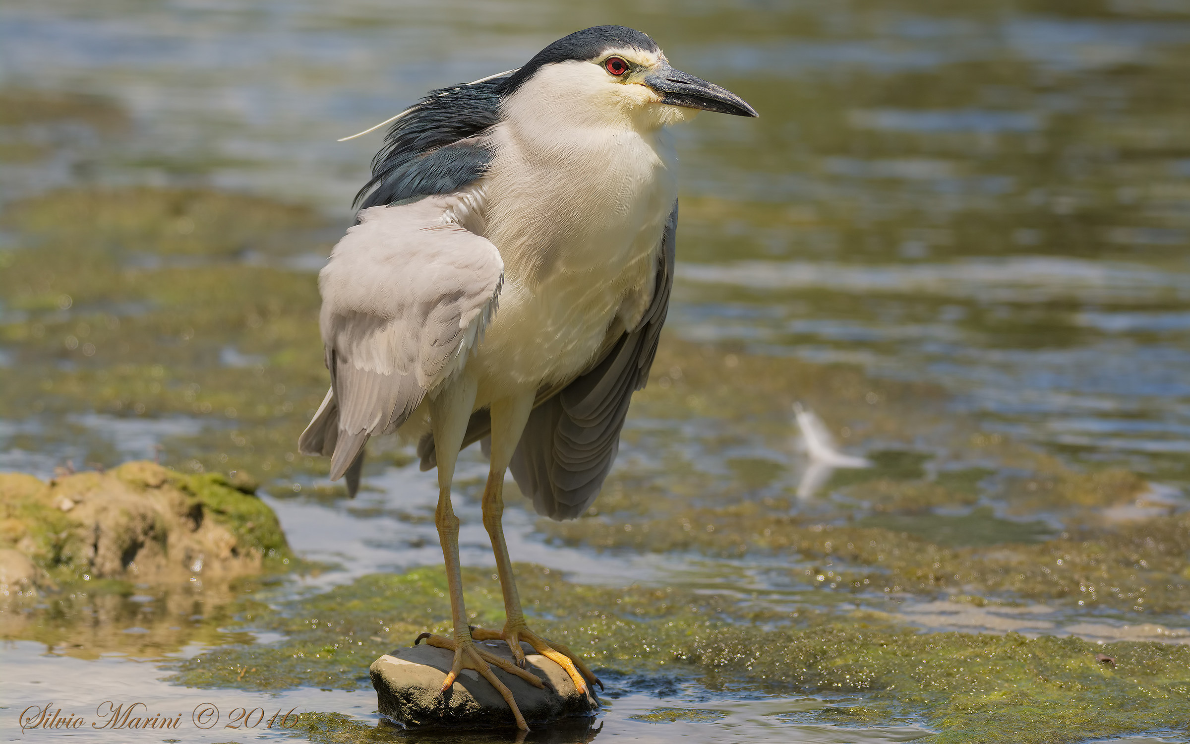 Nitticora(Nycticorax nycticorax) LA sgrullatina.