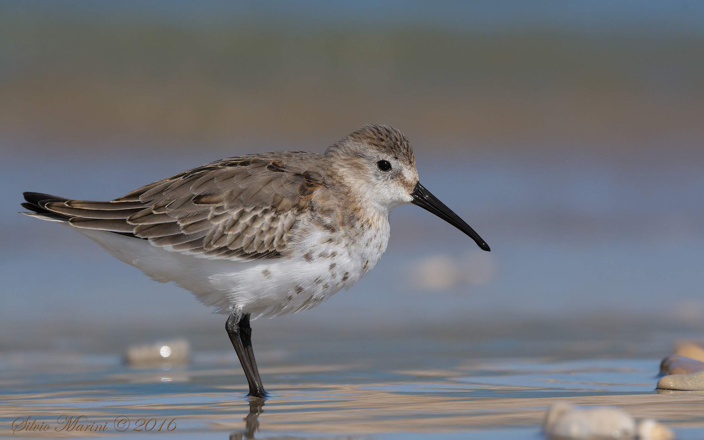 Piovanello pancianera (Calidris alpina)