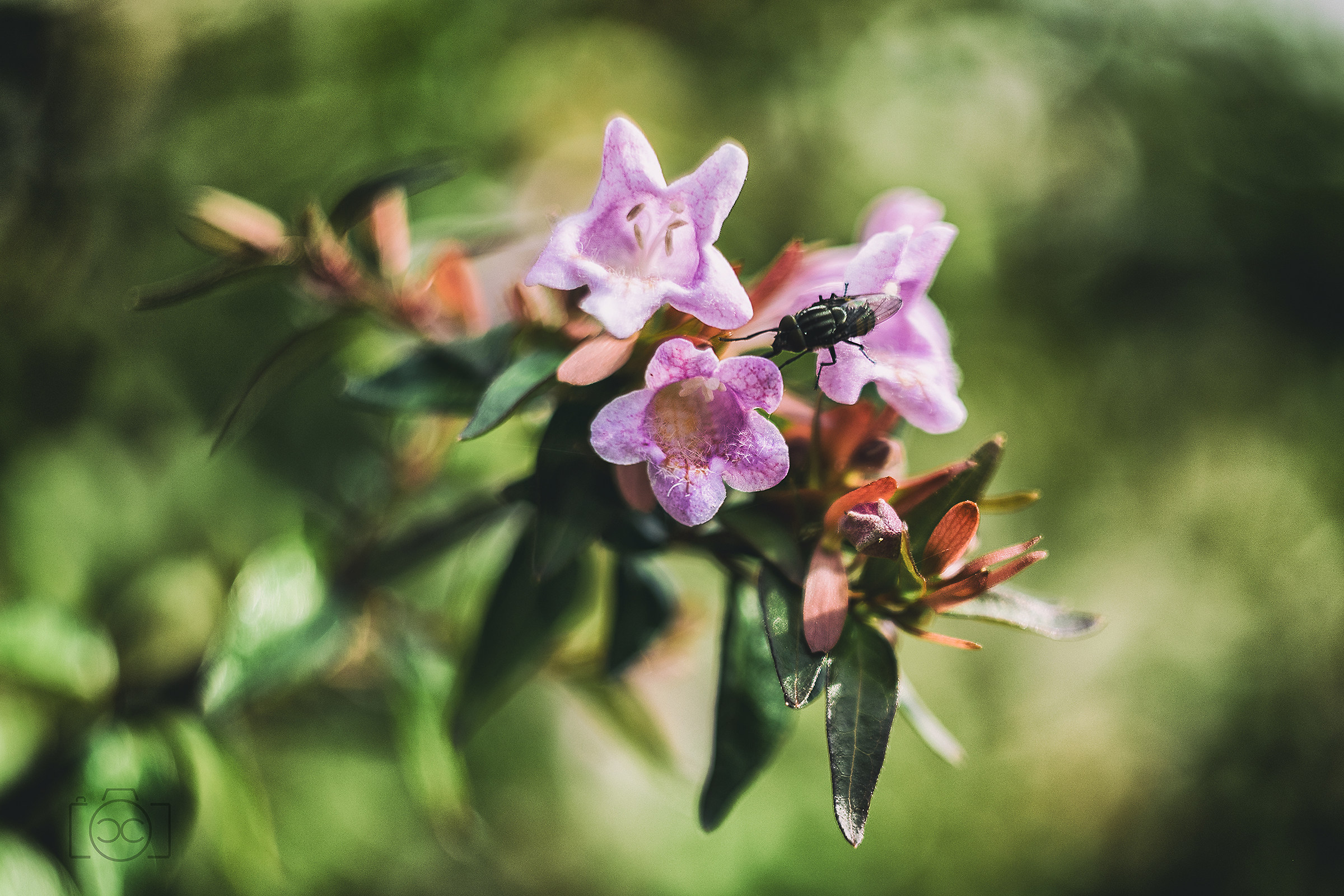 Zenit Helios 44m-4 58mm f2