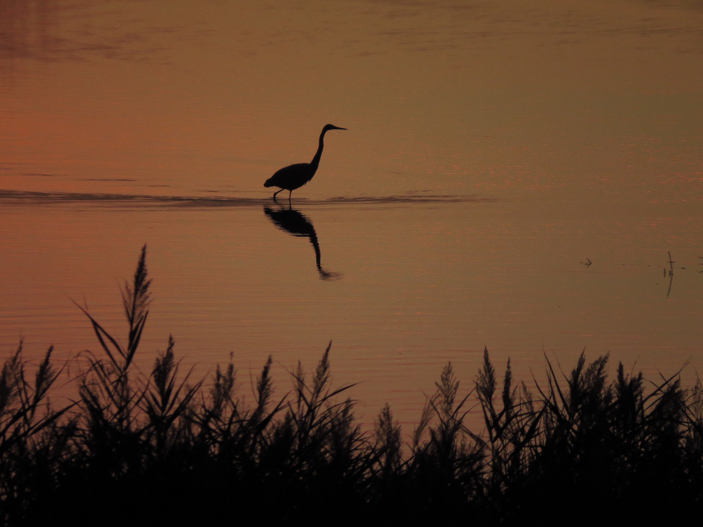 The barrel (sunset Campotto)