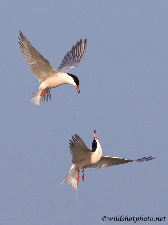 Common Terns (Texel, Netherlands)