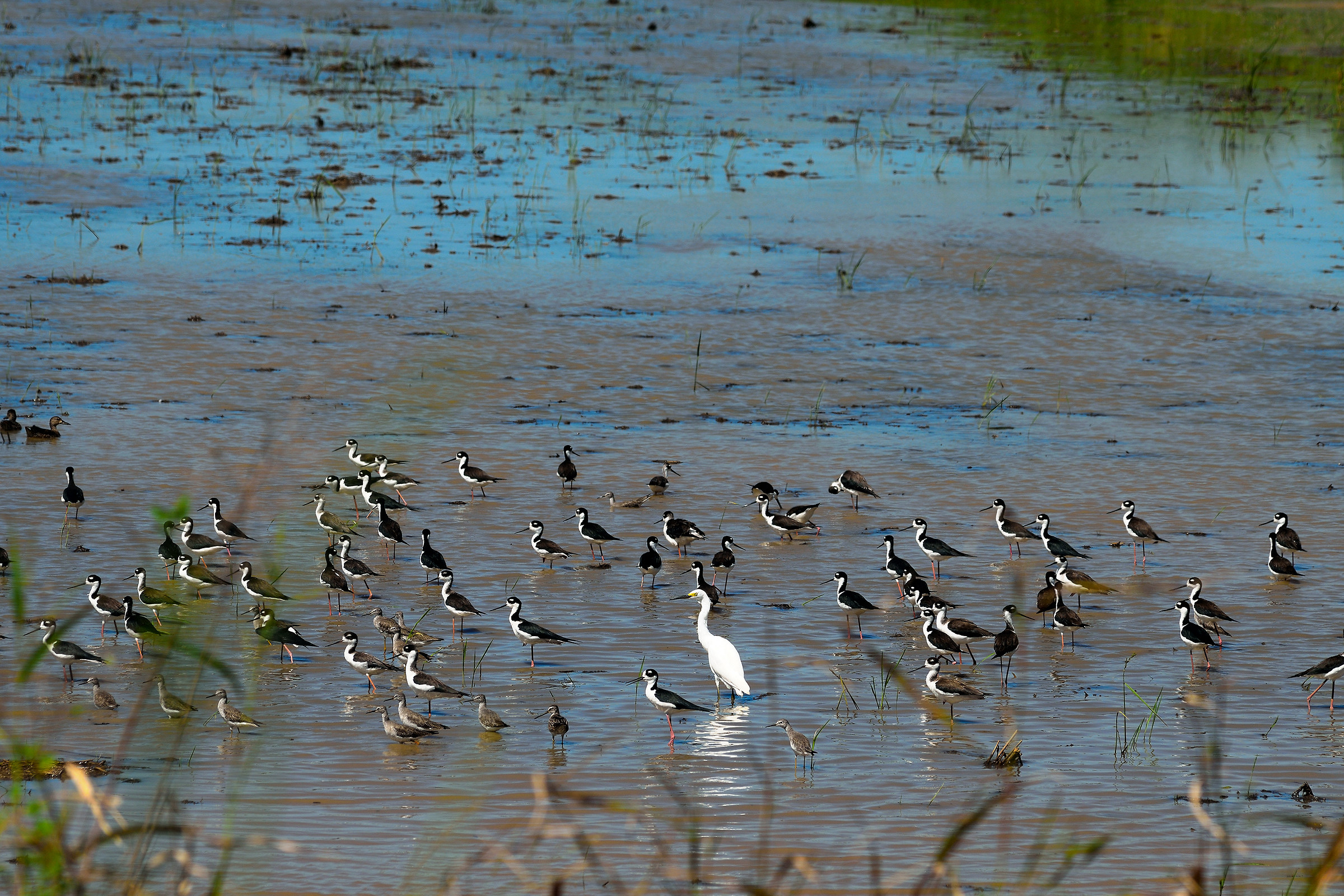 Insieme con la Garza