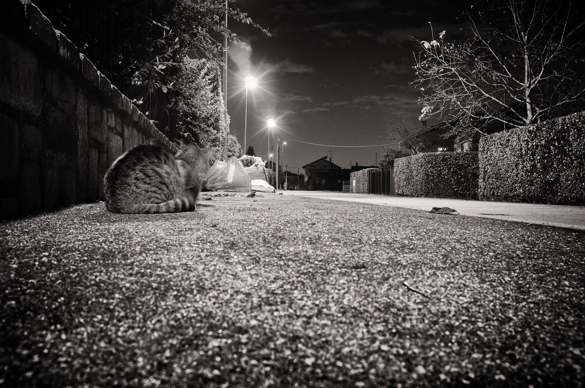 street,night&cat