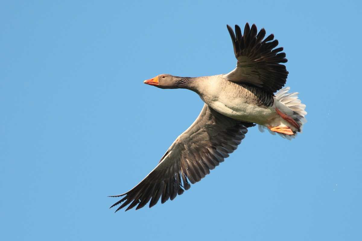 Greylag Goose