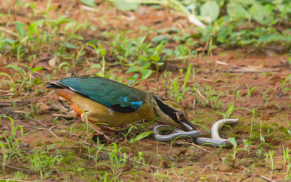 Indian Pitta with snake kill.
