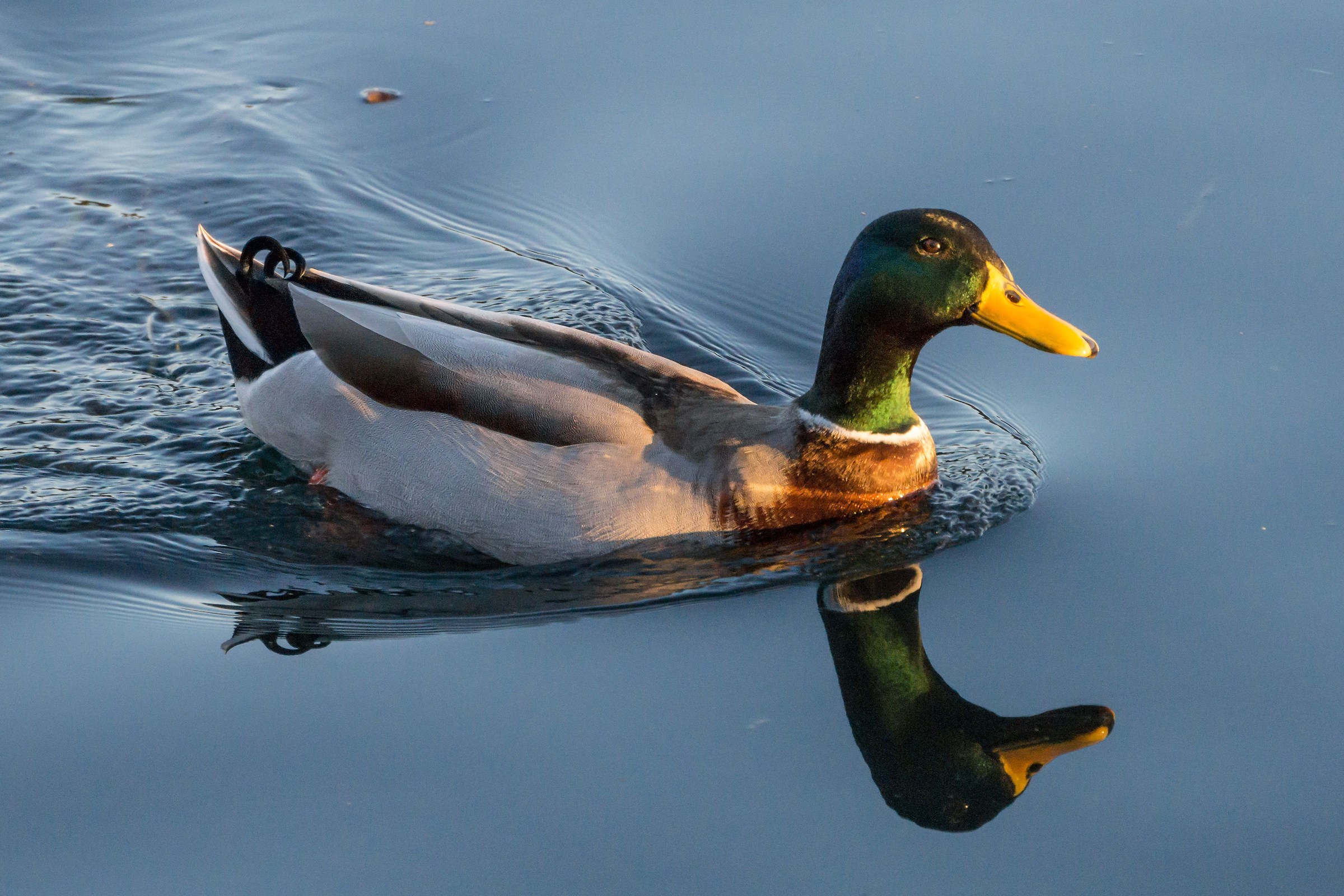Germano reale maschio - 1