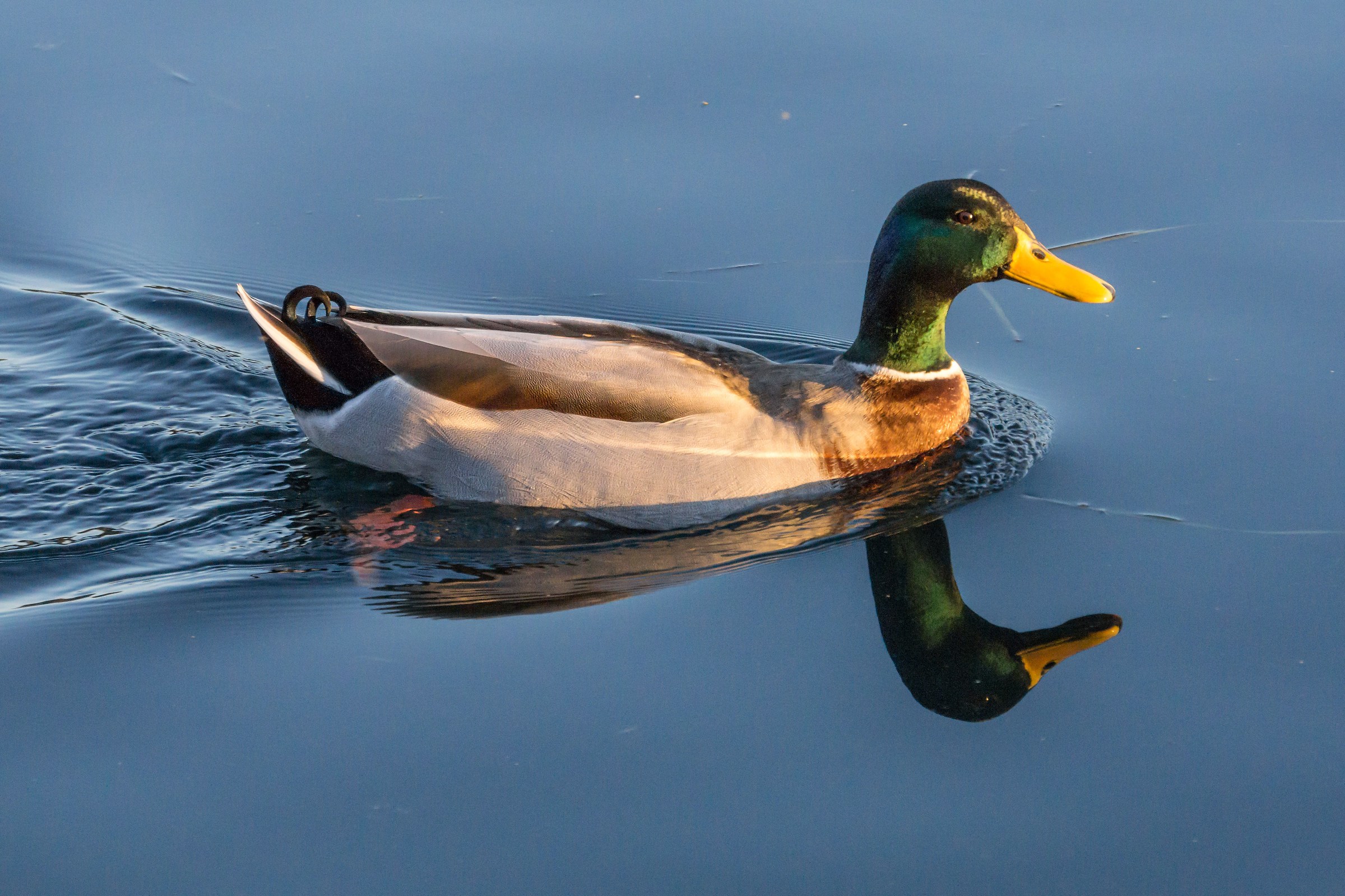 Germano reale maschio - 2