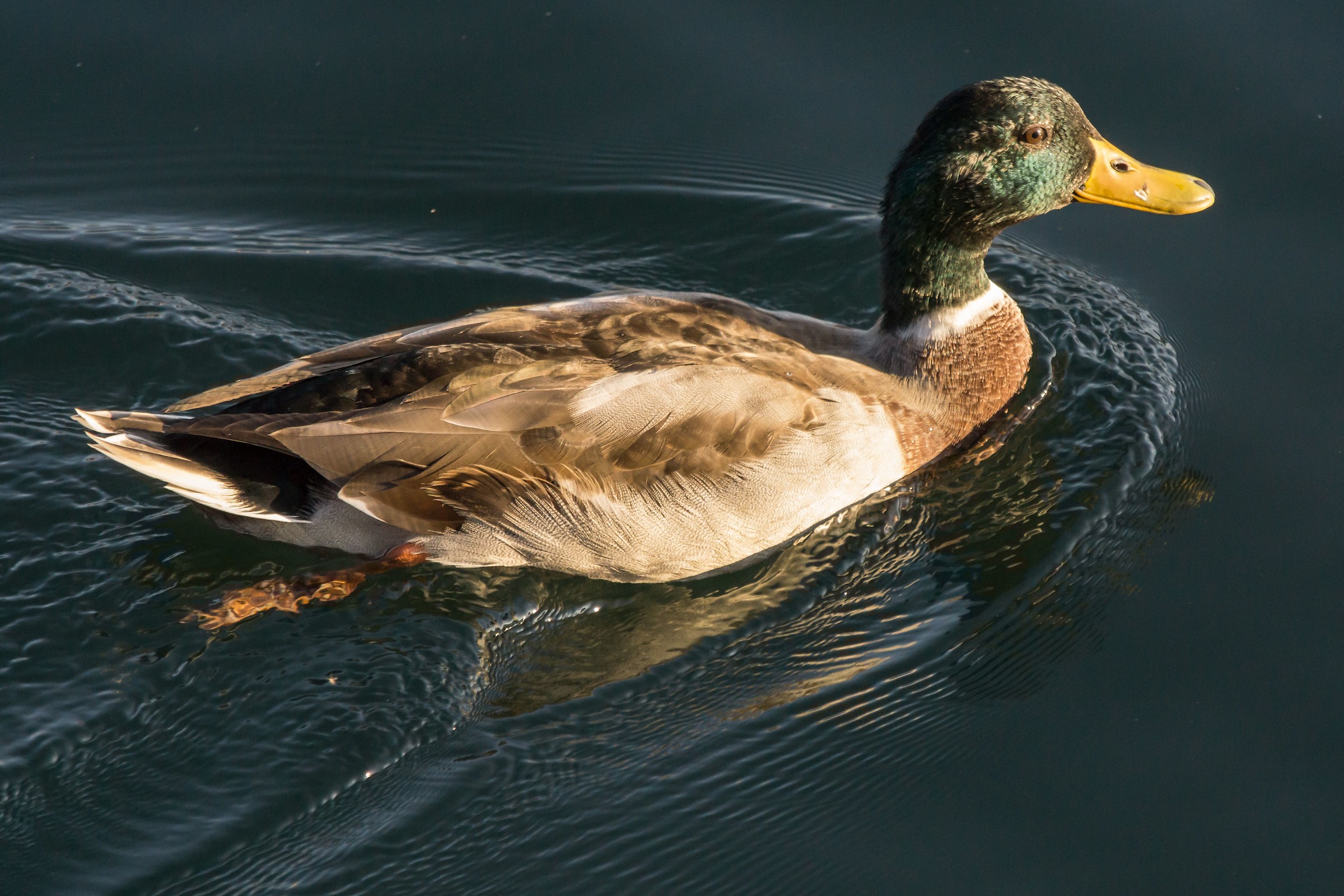 Germano reale maschio