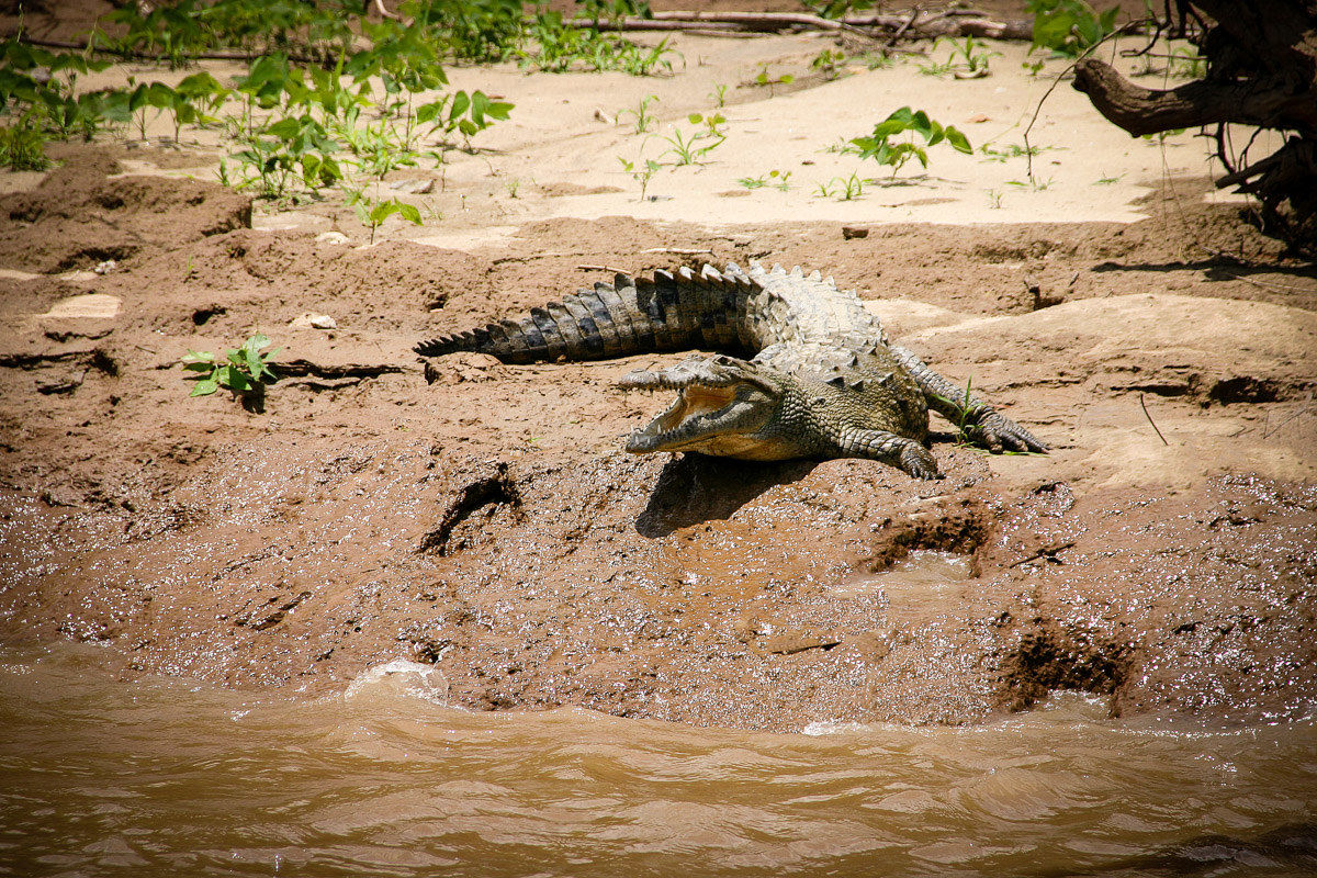 Sumidero Canyon - Alligator