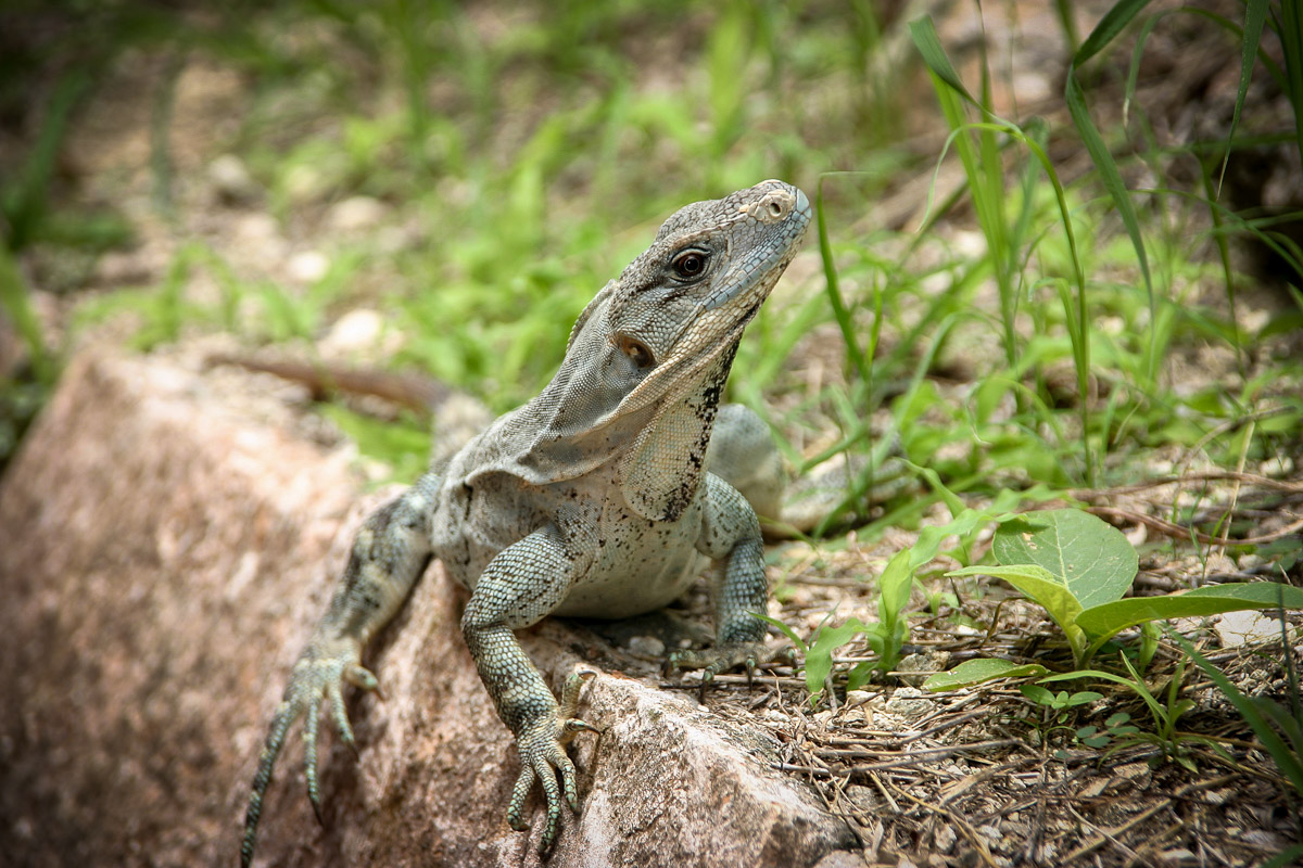 Iguana