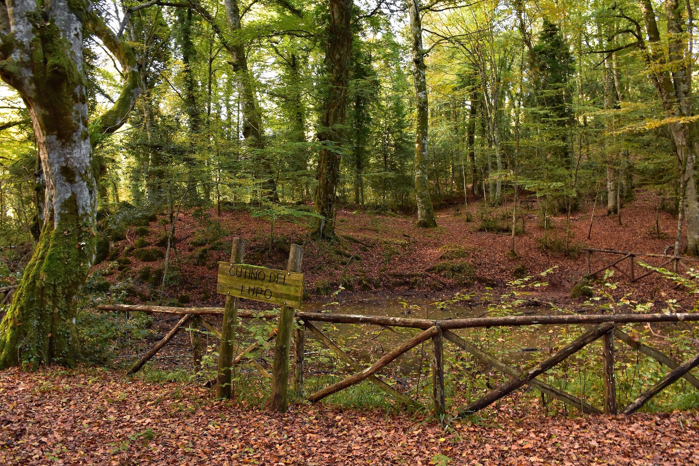 Foresta Umbra (Gargano)