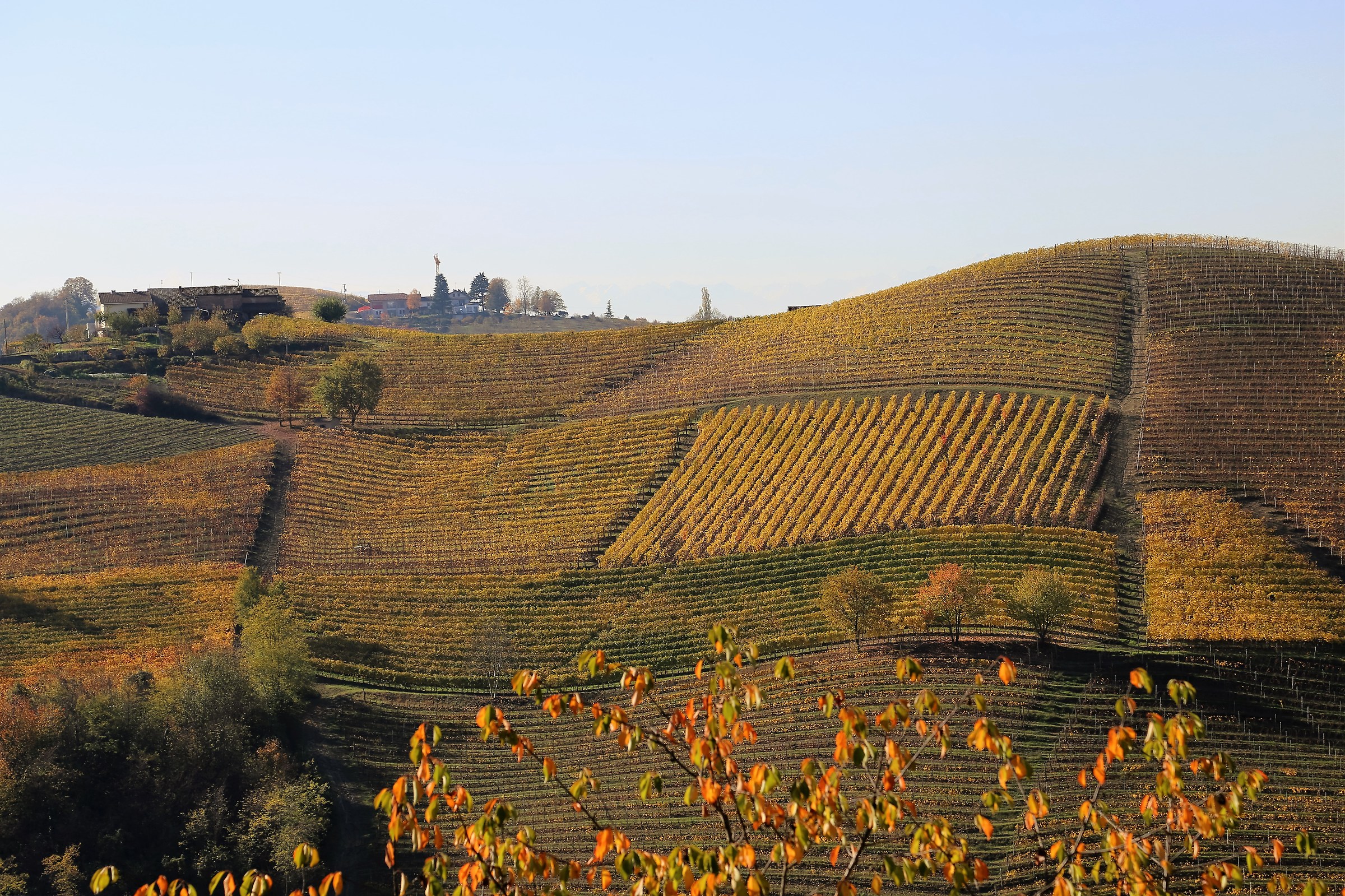 Langhe : colline di Barbaresco