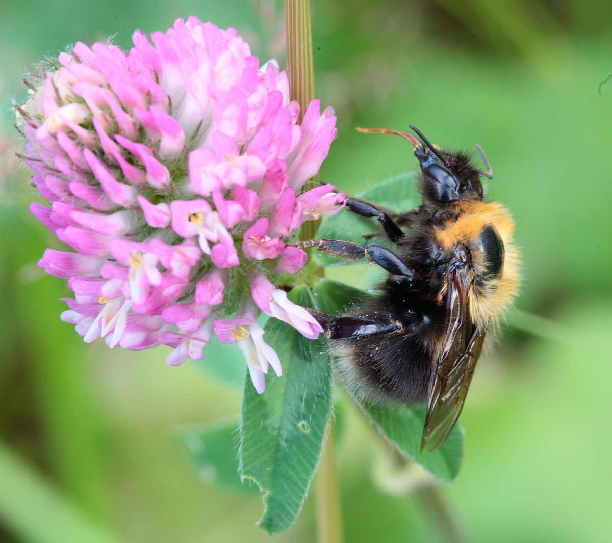 Bumble Bee on Red Clover (Norway)