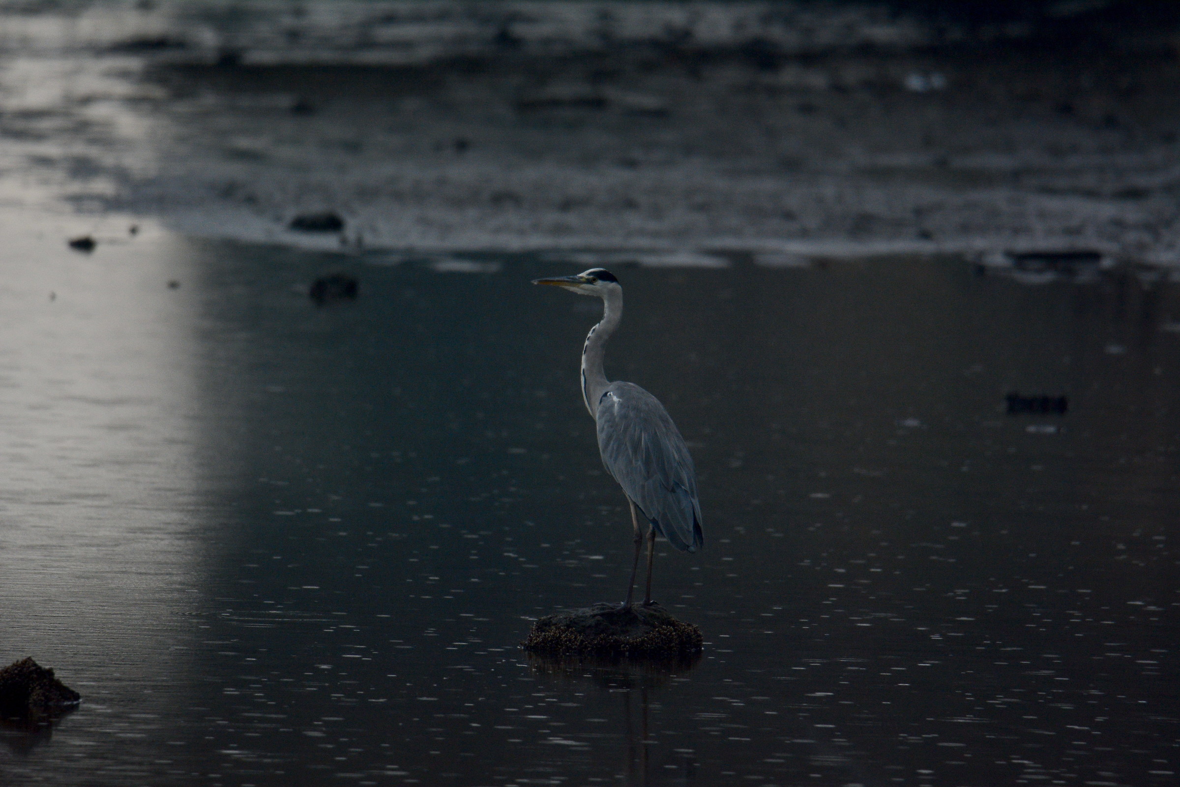 Gray Heron