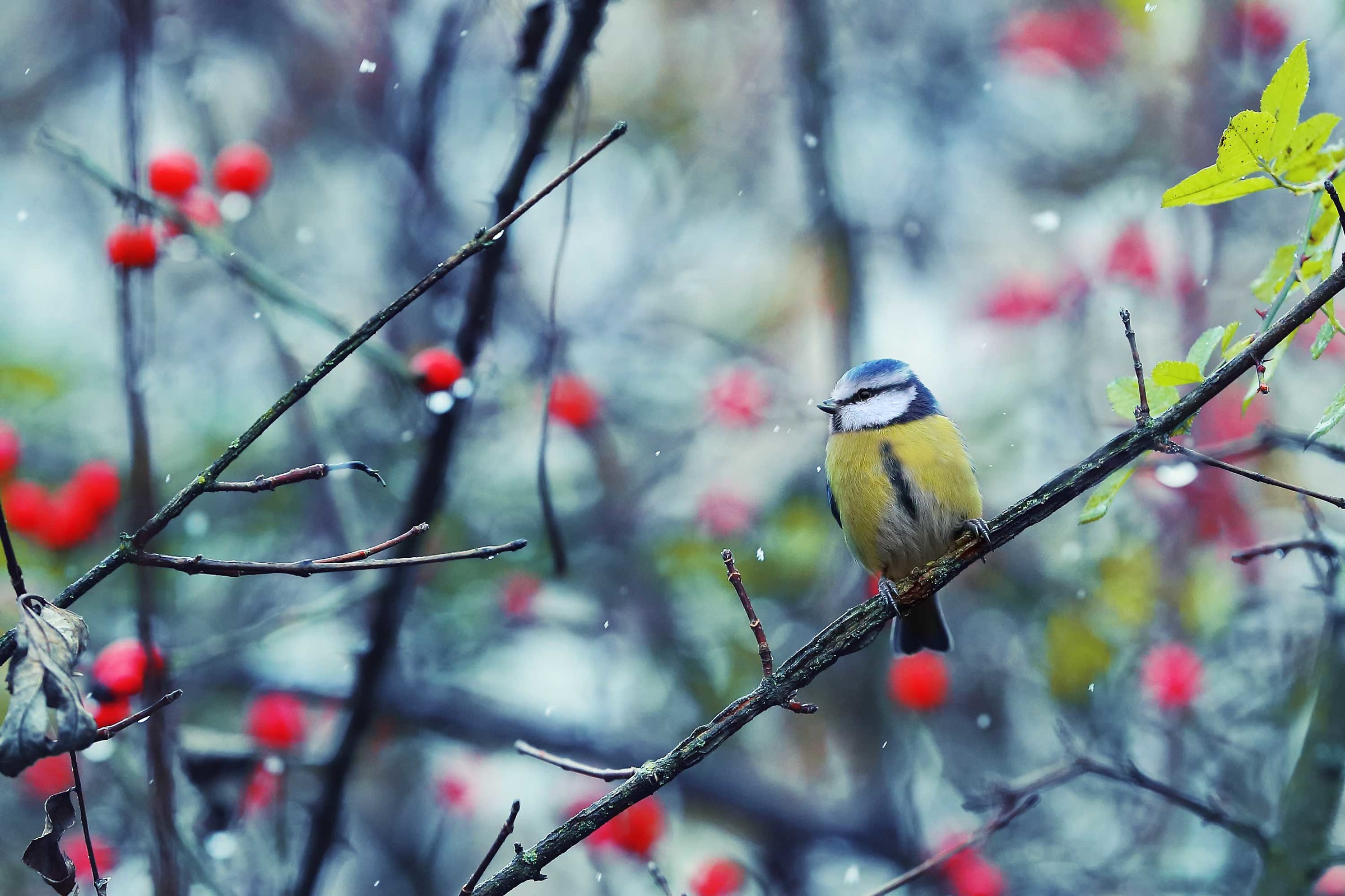 Under the first snow