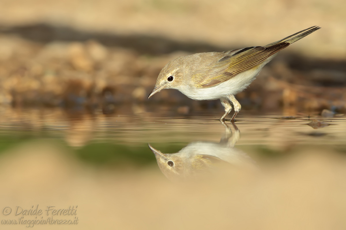 Luì bianco al tramonto